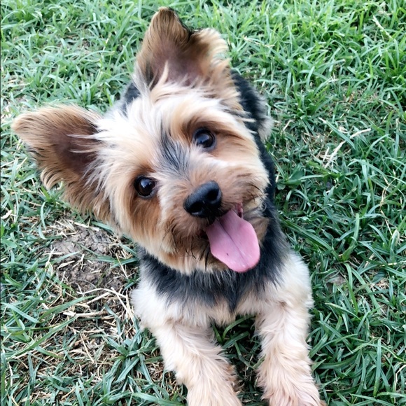 Meet your Posher, Victoria - Picture 4 of 4